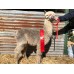 Storybook Alpaca Hand-Spun, Hand Knitted Beanie - Karma - Model 4